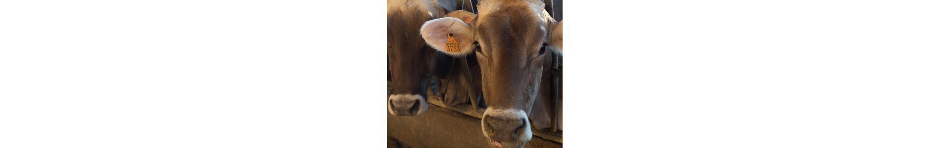 Agrinascente Parma | Parmigiano Reggiano made with Bruna cow milk