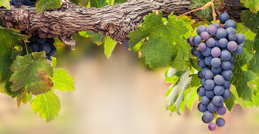 storia del lambrusco